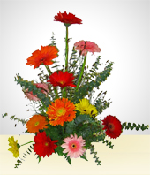 Flores - Alegra Multicolor
